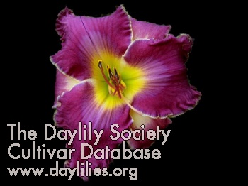 Daylily I Can Only Imagine